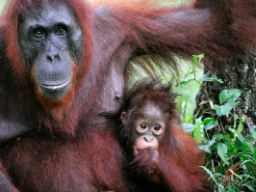 Orangutangerna lever bara på Borneo och på Sumatra.